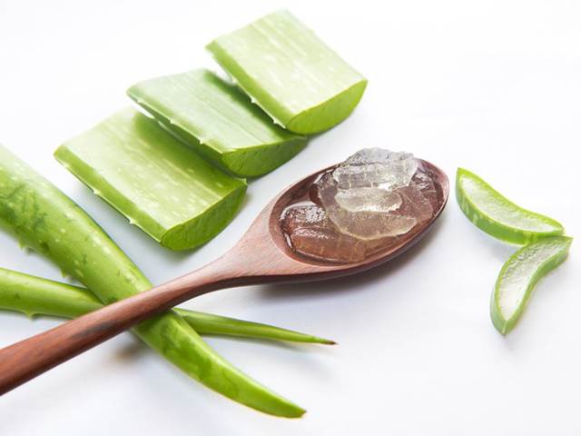 Benefity aloe vera. Snižuje hmotnost a brání vypadávání vlasů