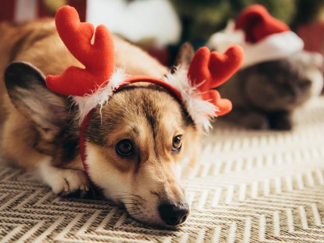 Vánoce a Silvestr: Jak ochránit vašeho mazlíčka