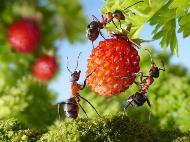 Zbavte se mravenčích kolonií okupujících pěstěnou zahrádku