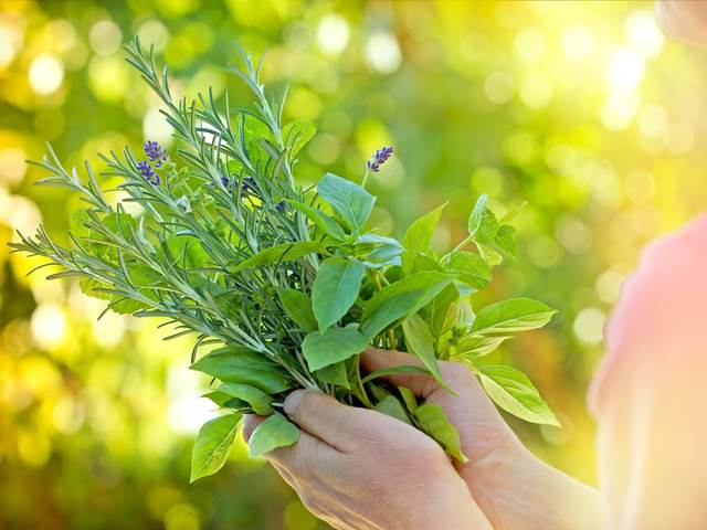 Bylinky za humny pro pořádnou detoxikaci těla